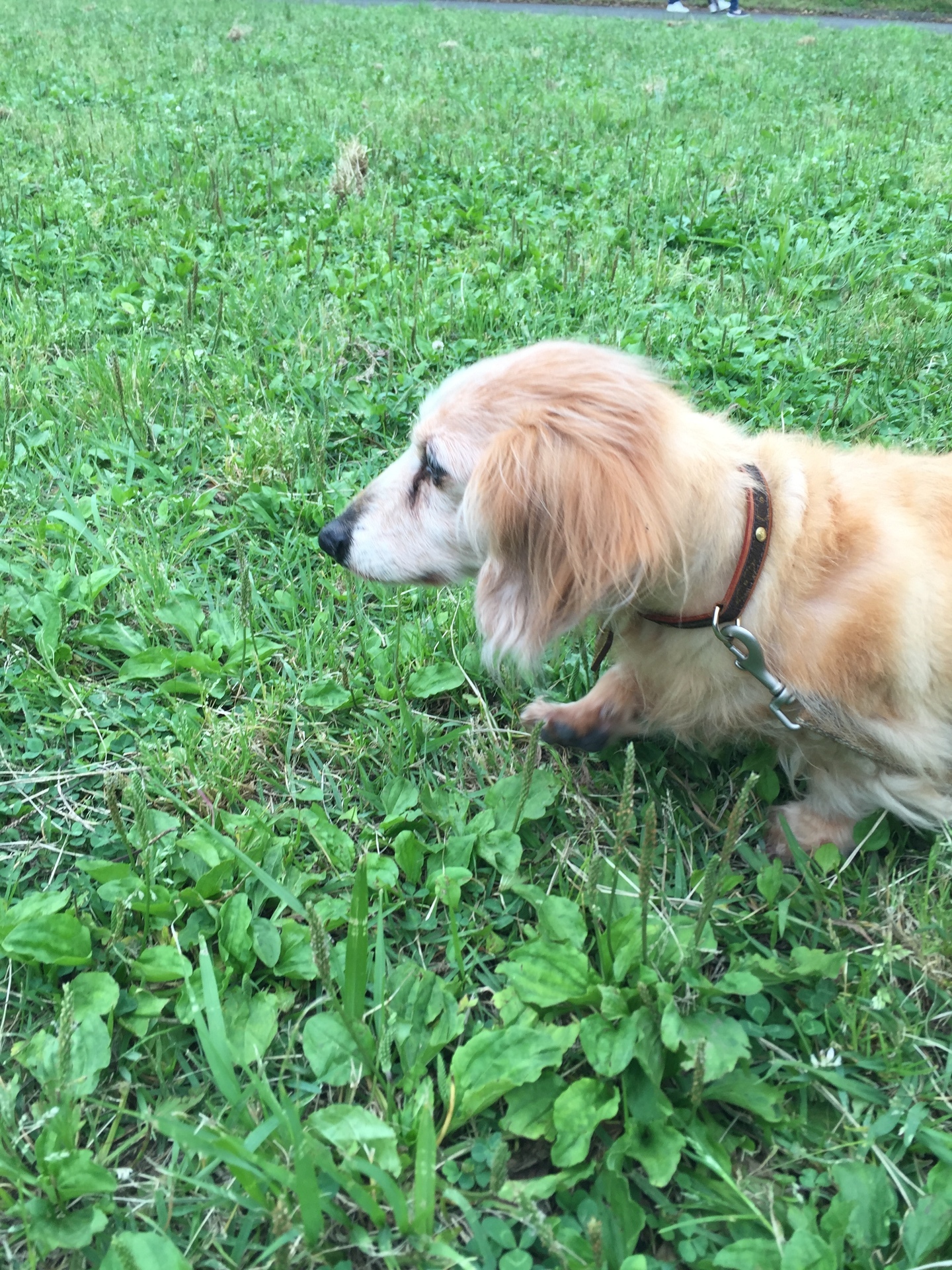 犬オヤジ アイリッシュテリアと暮らす ダックスフント